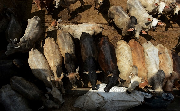 -Un gardien indien nourrit des vaches dans un abri à New Delhi. L’Inde pourrait attribuer à des millions de vaches des numéros d’identification uniques, dernier effort en date pour protéger les animaux sacrés. Photo MONEY SHARMA / AFP / Getty Images.