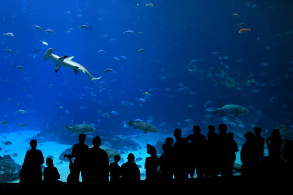 -Les gens regardent un requin marteau lorsqu’ils visitent un aquarium. La forte mortalité du requin marteau en aquarium inquiète, il nous faut "comprendre" les causes de cette forte mortalité. Photo de Streeter Lecka / Getty Images.