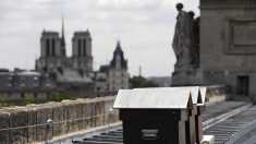 Les abeilles de Notre-Dame ont survécu à l’incendie qui a ravagé le toit de la cathédrale