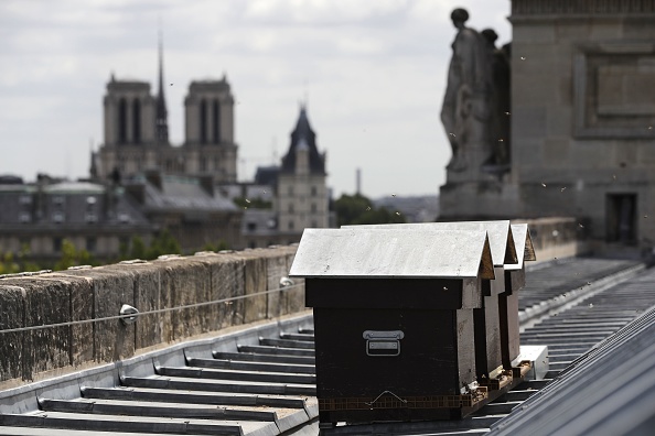 Les ruches sur le toit de la Monnaie de Paris (PATRICK KOVARIK/AFP/Getty Images)