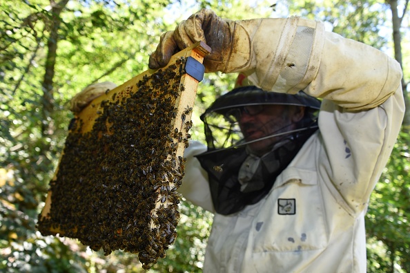 -Un apiculteur travaille sur des ruches d'abeilles noires à Pont de Montvert, en Lozère, le 25 juin 2018. Elles produisent du miel hautement qualifié, elles sont présentes dans le nord-ouest de l'Europe depuis un million d'années. Toutefois, selon les scientifiques, elles sont menacées d'extinction pour plusieurs raisons. Photo de SYLVAIN THOMAS / AFP / Getty Images.