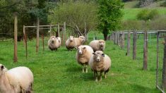 Une fermière écossaise peint des moutons dans des motifs à carreaux pour faire une blague aux touristes