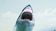 Un énorme grand requin blanc est trouvé sans vie près d’un bateau – le pêcheur fait une découverte inhabituelle dans sa gueule