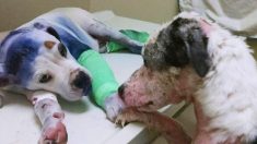 Un chien réconforte un chiot qui a été battu, traîné derrière une voiture et laissé pour mort
