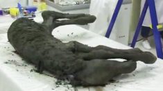 Des scientifiques déterrent un poulain momifié âgé de 42 000 ans qui a encore du sang liquide