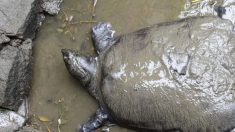 La seule tortue femelle à carapace molle du fleuve Bleu connue est morte, laissant derrière elle les 3 derniers mâles survivants connus