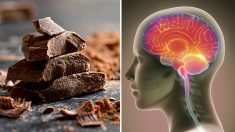 Manger du chocolat est vraiment bon pour le cerveau et pour d’autres organes du corps, selon les scientifiques