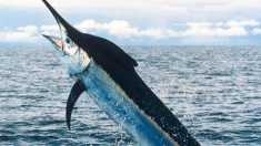 Un pêcheur attrape un «monstre» de près de 350 kg et bat un record, mais ce n’est pas un requin