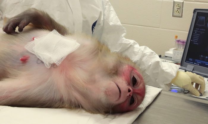 Un singe macaque rhésus dans un centre de recherche. (Scott Olson/Getty Images)

