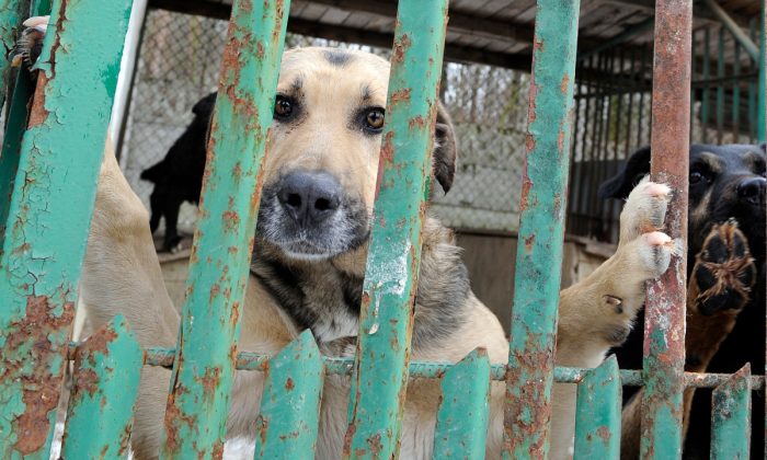 Des chiens dans un refuge. (JANEK SKARZYNSKI/AFP/Getty Images)
