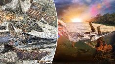 Des scientifiques découvrent des fossiles datant du jour où un astéroïde a détruit les dinosaures