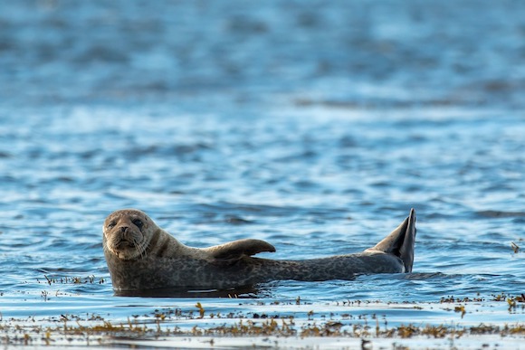 Une tête de phoque avait été retrouvée attachée à un cordage, au bout de la digue qui est proche de la capitainerie du port de Concarneau dans le Finistère. (Photo d'illustration : Pixabay) 