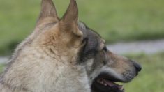 Un énorme chien-loup se voit accordé une seconde chance par un refuge pour animaux après avoir été abandonné