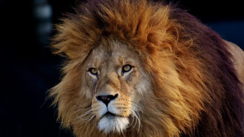 Une image non datée d'un lion. (Pixabay)
