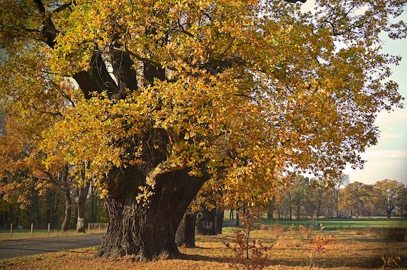 Le chêne est un bien précieux et qu'il faut préserver et conserver en France. (Photo d'illustration : Pixabay)