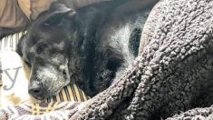 Une vieille chienne reste tristement à côté du corps de son propriétaire pendant une journée jusqu’à l’arrivée des secours