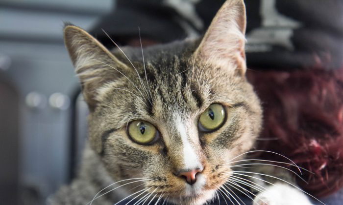 Josie, un chat de 1,5 à 2 ans à la Humane Society of Port Jervis and Deerpark le 5 janvier 2016. (Holly Kellum/Epoch Times)
