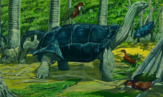 Un croquis d'artiste non datée du râle de cuvier d'Aldabara, aux Seychelles. (Courtoisie du Musée d'histoire naturelle)