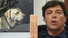 Un policier fait asseoir une femme dans une voiture chaude après qu’elle a enfermé un chien à l’intérieur sans ventilation