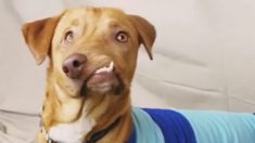 Un chien à la face « parfaitement tordue » devait être euthanasié, mais voyez ce qu’il fait maintenant