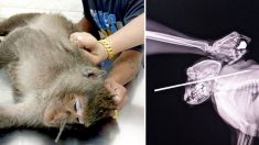 Un singe touché au visage survit miraculeusement après qu’une gentille dame l’emmène à temps chez le vétérinaire