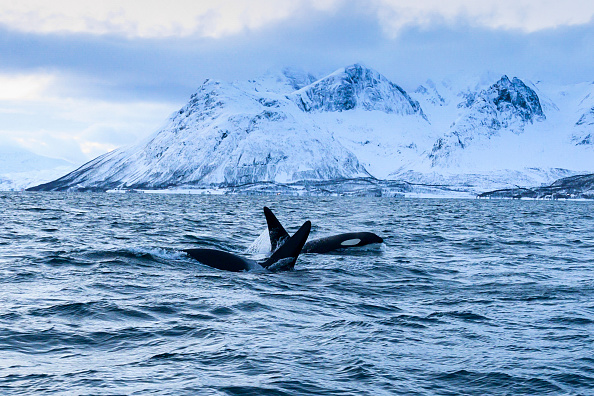 -Des orques nagent dans les eaux de la région du fjord Reisafjorden, près de la ville nord-norvégienne de Tromso, dans le cercle polaire arctique, le 13 janvier 2019. Photo de Olivier MORIN / AFP / Getty Images.