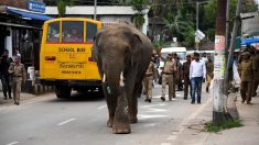 La balade d’un éléphant sauvage sème l’émoi dans une ville indienne