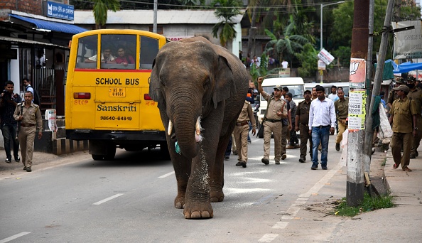 -Le 30 avril 2019, des responsables forestiers indiens et des membres de la police tentent de chasser un éléphant sauvage dans la région de Hengrabari, dans l'État de Guwahat. Photo de Biju BORO / AFP / Getty Images.