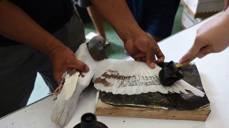 L’odyssée impitoyable des pigeons voyageurs philippins