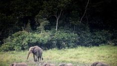 Menacé de surpopulation, le Zimbabwe vend des éléphants à la Chine et à Dubaï