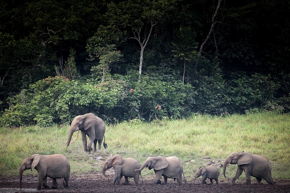 Des éléphants de forêt sont observés à Langoue Bai dans le parc national d'Ivindo,  près de Makokou au Gabon.    (Photo : AMAURY HAUCHARD/AFP/Getty Images)