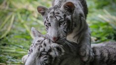 Deux petits tigres blancs blancs arrivent au Nicaragua