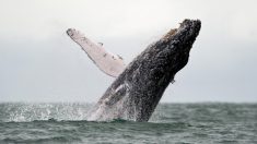 Australie : des baleines à bosses s’égarent dans une rivière infestée de crocodiles