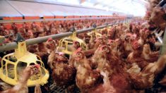 L214 : nouvelle vidéo « choc » sur les maltraitances dans un élevage de poulets dans le Puy-de-Dôme