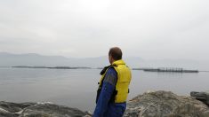 Norvège: une algue toxique décime les saumons d’élevage