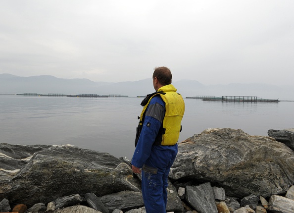 -Un homme regarde des cages à saumons submergées dans une ferme du plus grand producteur de saumon norvégien au monde, Marine Harvest. Des saumons sont décimés par des algues de la famille des haptophytes. Photo ERIC PIERMONT / AFP / Getty Images.