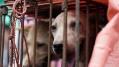 Festival de la viande de chien de Yulin en Chine : Michel Sardou et Phil Barney répondent à l’appel « Pour la défense des droits des animaux »
