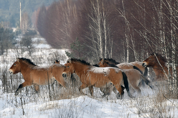 -En 1990, une poignée de chevaux de (Przewalski) en danger de disparition ont été amenés dans la zone d'exclusion de Tchernobyl pour voir s'ils allaient s'enraciner. Ils l'ont fait avec goût et une centaine d'entre eux paissent maintenant dans les champs vides mais solides. Les chevaux de Przewalski sont la dernière sous-espèce survivante de chevaux sauvages. Photo GENYA SAVILOV / AFP / Getty Images.