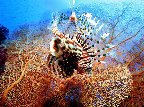 -Deux poissons-lions nagent sur le corail géant d'éventail de la mer de Gorgones. La mer Rouge, enclavé sur 2 000 kilomètres de côtes entre la péninsule arabique et le continent africain, constitue l’un des environnements naturels les plus fascinants au monde. Ses eaux sont peuplées d'une incroyable variété de beaux poissons, crustacés, récifs coralliens et invertébrés, dont beaucoup sont endémiques et ne vivent que dans cet environnement. Photo TARIK TINAZAY / AFP / Getty Images.