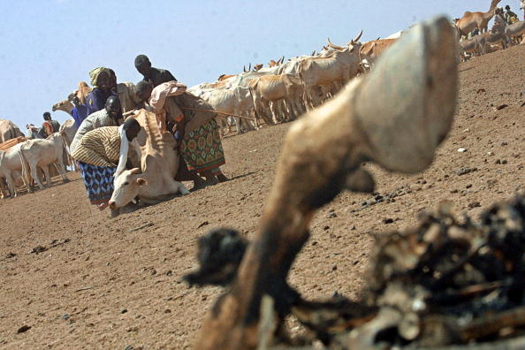-Un pasteur kényan assiste une vache faible qui s’est effondrée en raison de la famine et se retrouva dans la région frappée par la sécheresse à Wajir, dans la province du nord-est du Kenya. La chaleur accablante et le manque de pluie des 14 derniers mois ont provoqué une sécheresse qui a provoqué la perte de soixante-dix bovins. Photo TONY KARUMBA / AFP / Getty Images.