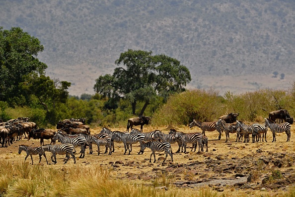 -Les zèbres se rassemblent lors de la migration annuelle des gnous dans la réserve de chasse du Masai Mara le 12 septembre 2016. Environ un million d'espèces animales et végétales sur les quelque 8 millions estimées sur Terre, sont menacées d'extinction, dont "beaucoup dans les prochaines décennies". Photo CARL DE SOUZA / AFP / Getty Images.