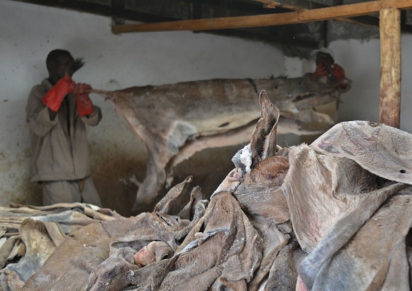 -Les travailleurs détiennent une peau d’âne avant de la faire traiter dans un abattoir agréé spécialisé dans les ânes à Baringo, le 28 février 2017. Photo TONY KARUMBA / AFP / Getty Images.