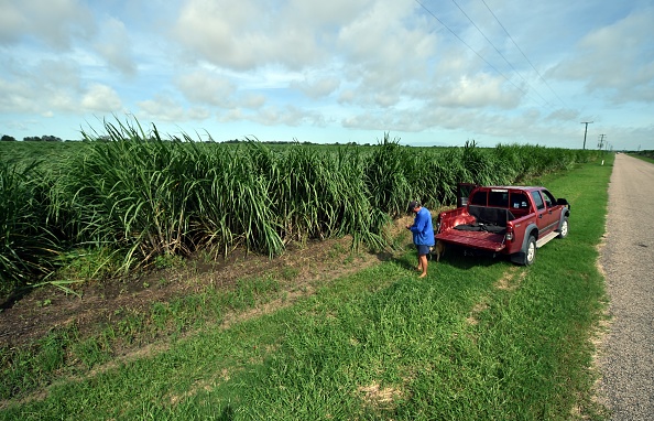 -Le 30 mars 2017, Eddie Fabbro, agriculteur de Sugercane, inspecte sa récolte à l'extérieur de la ville d'Ayr, dans le Queensland, après que le cyclone Debbie ait frappé la région. Des inondations ont provoqué des sauvetages d'urgence alors que les touristes fatigués attendent d'être évacués des îles. Photo PETER PARKS / AFP / Getty Images.