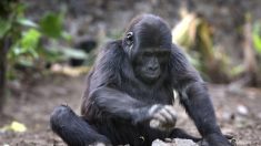 Cameroun: une nouvelle vie pour des primates rescapés du braconnage