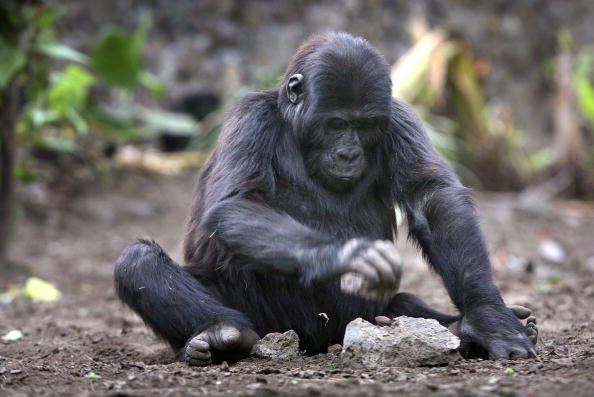 -Illustration-Le Centre du Cameroun est aujourd'hui un modèle de réussite de resocialisation, intégrée au sein d'un groupe de gorilles, dans un enclos aménagé, un environnement qui se rapproche de celui de la brousse. Photo by John Moore/Getty Images.