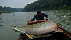 La survie miraculeuse du pirarucu, poisson géant d’Amazonie