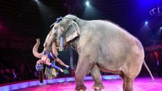 Marseille – Des défenseurs des animaux demandent à la justice la saisie d’une éléphante de cirque