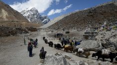 Inde : au moins 300 yacks morts de faim dans l’Himalaya