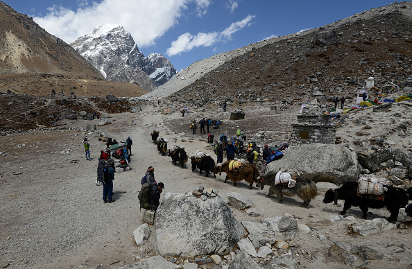 -Sur cette photo prise le 20 avril 2018, des yacks transportent des marchandises jusqu'au camp de base de l'Everest, dans la région de l'Everest, à environ 140 km au nord-est de la capitale népalaise, Katmandu. Photo de PRAKASH MATHEMA / AFP / Getty Images.