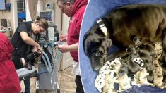 7 vétérinaires ont assisté la mise bas de ces 19 chiots: «Tous en vie et en pleine forme»